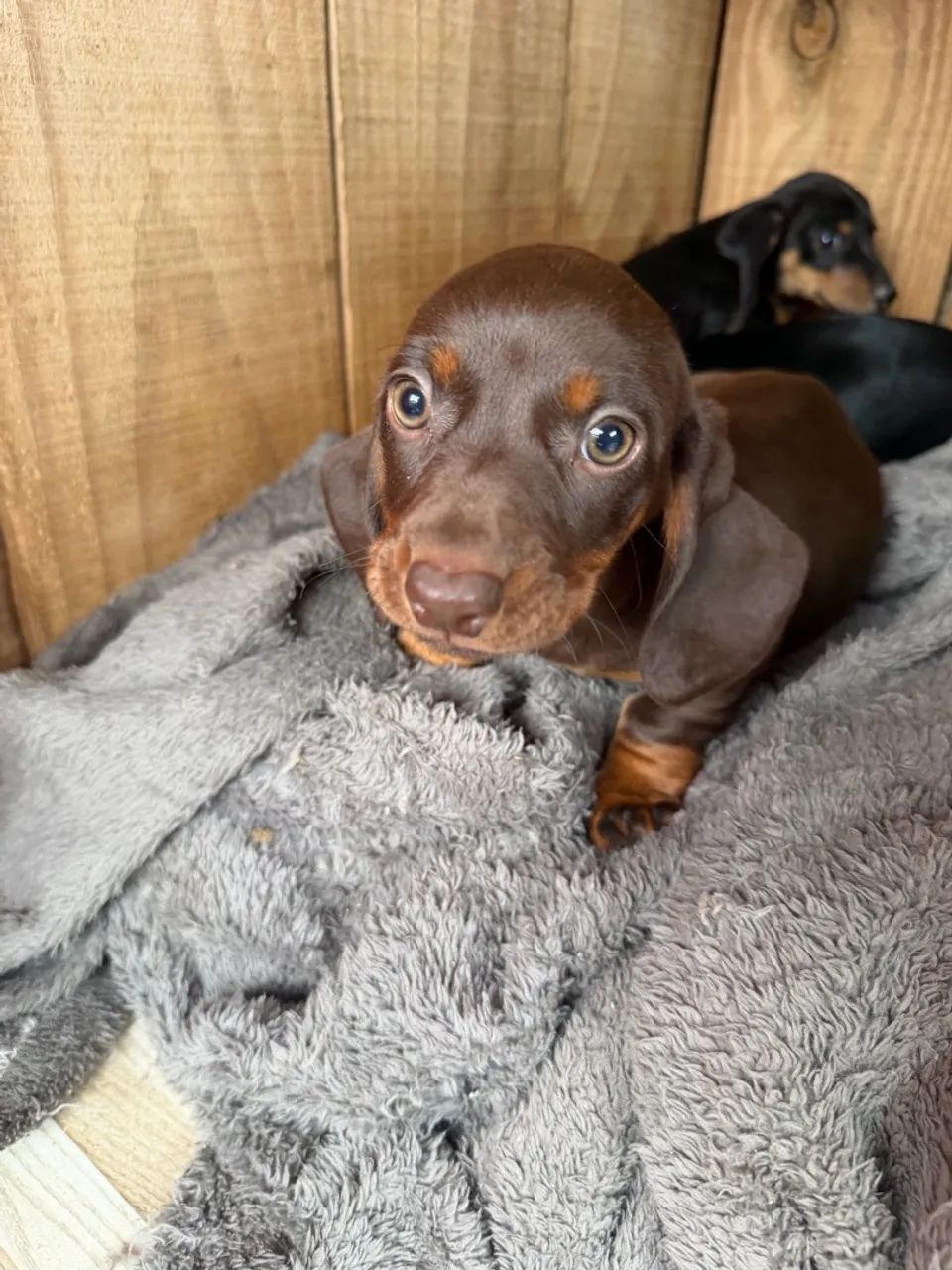 Dachshund / teckel - Foto 4