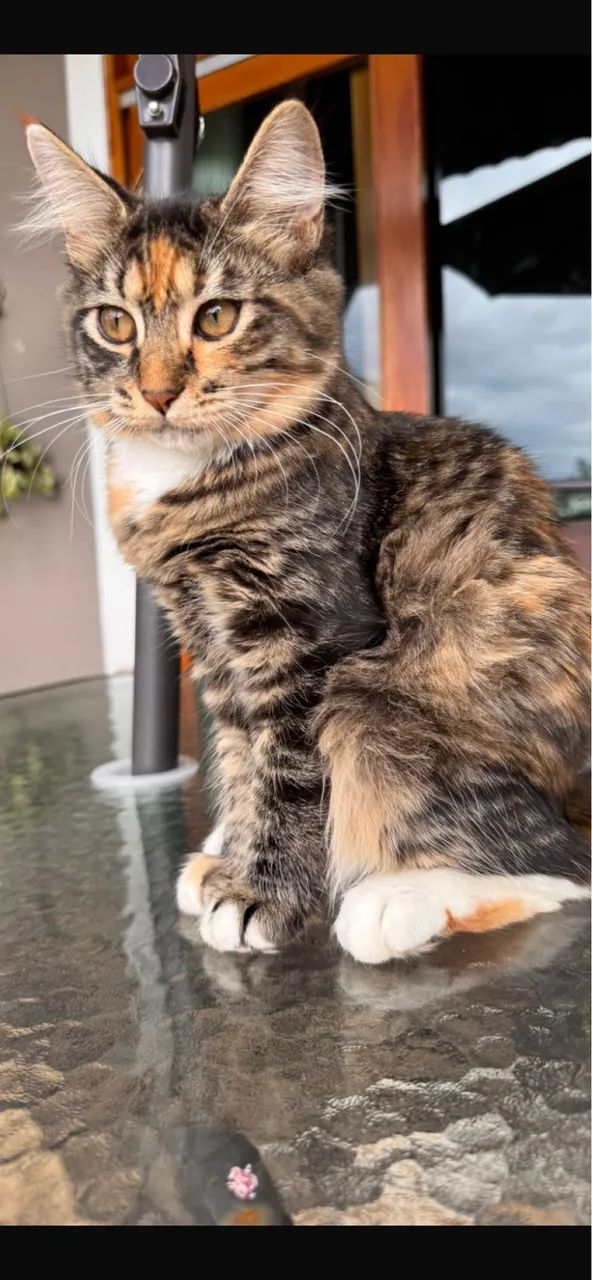 Maine Coon - Foto 2