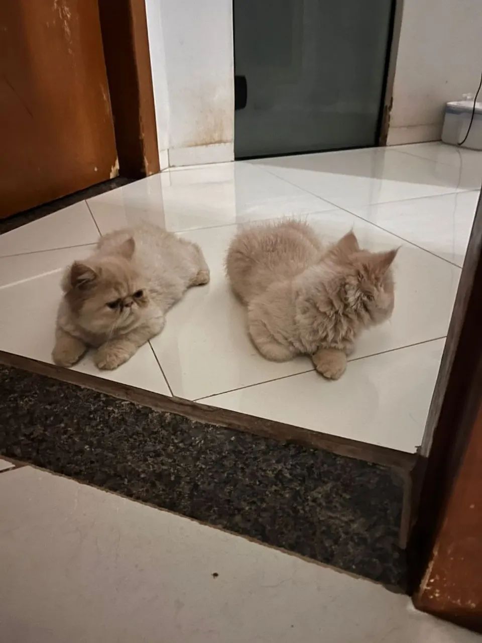 Gato persa 100% puro - Foto 2