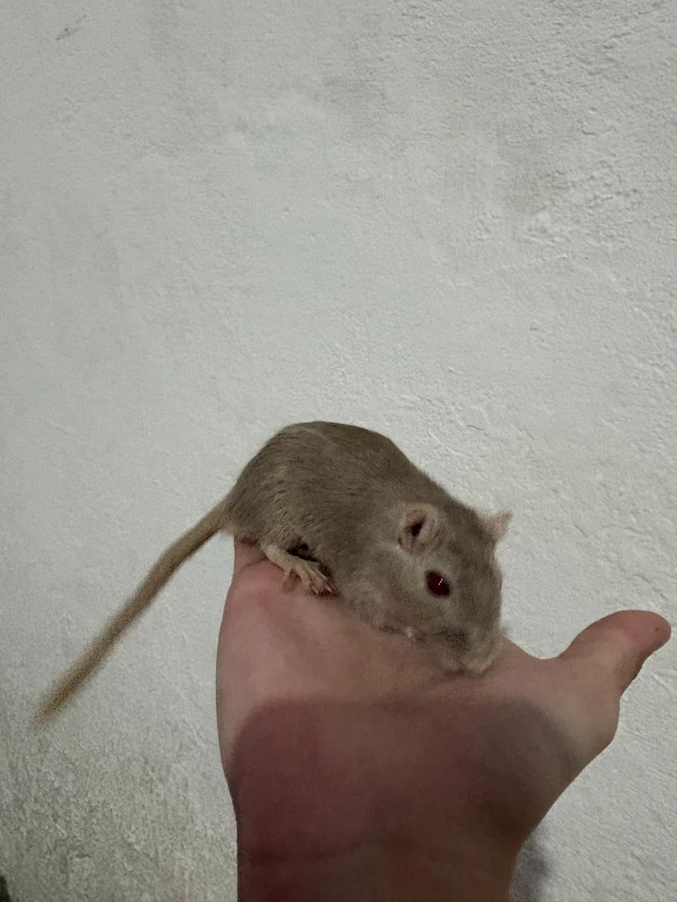 Dupla de Gerbil  - Foto 2