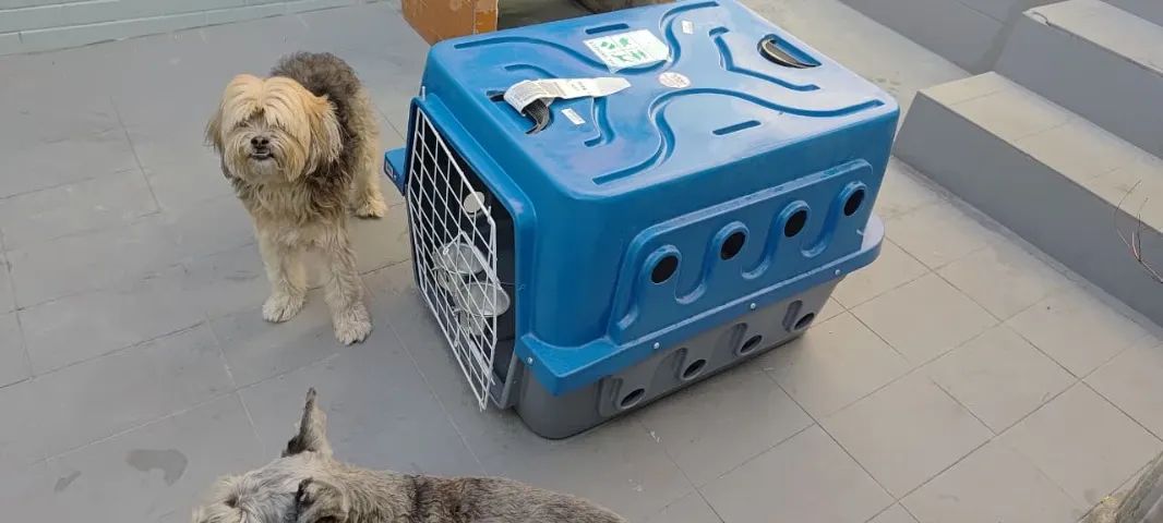 Caixa para transporte aereo Pet - Foto 4