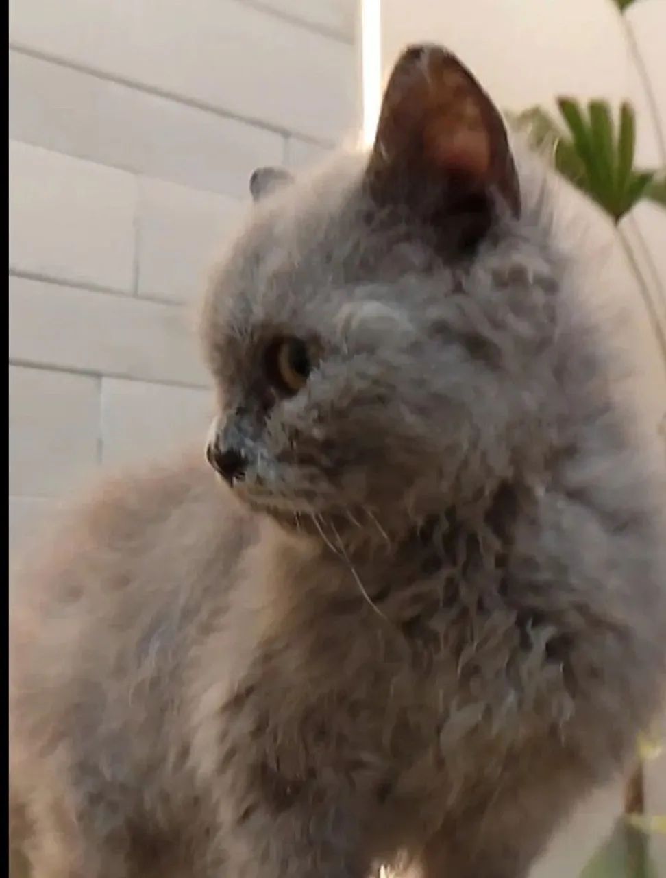 Selkirk Rex  - Foto 3