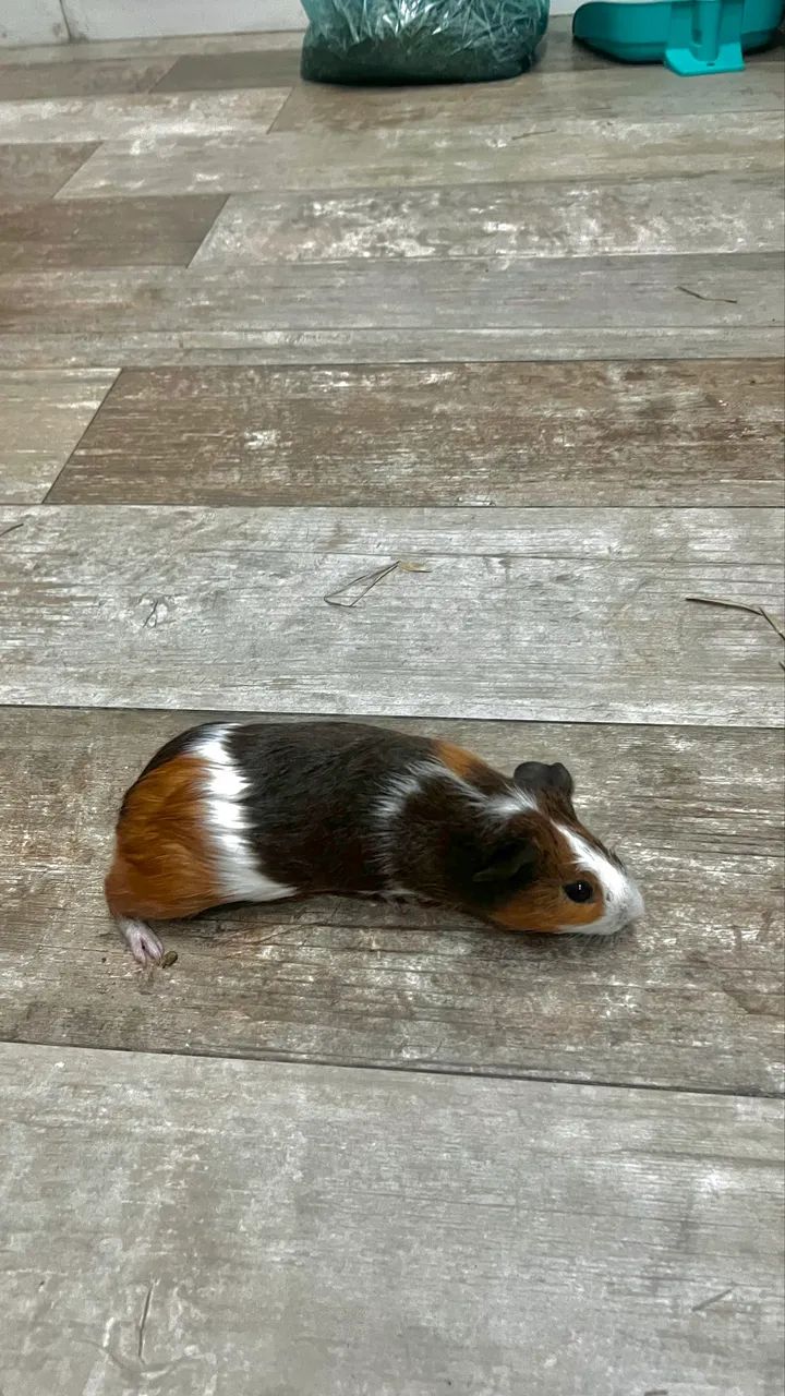 Porquinhos da índia  - Foto 3
