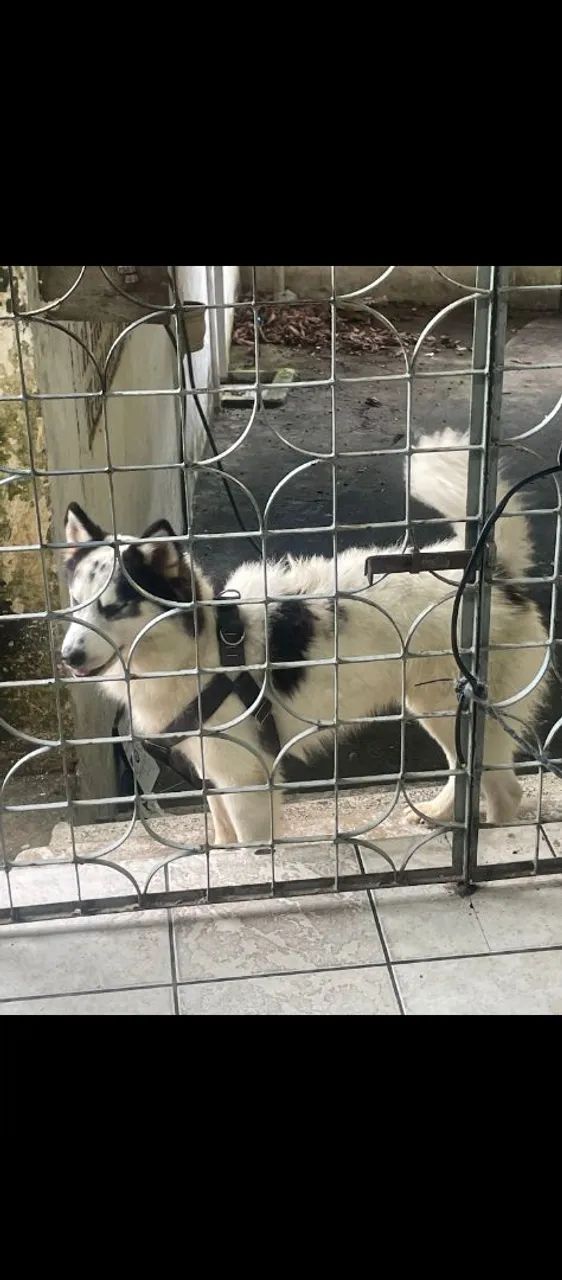 Siberiano  - Foto 3
