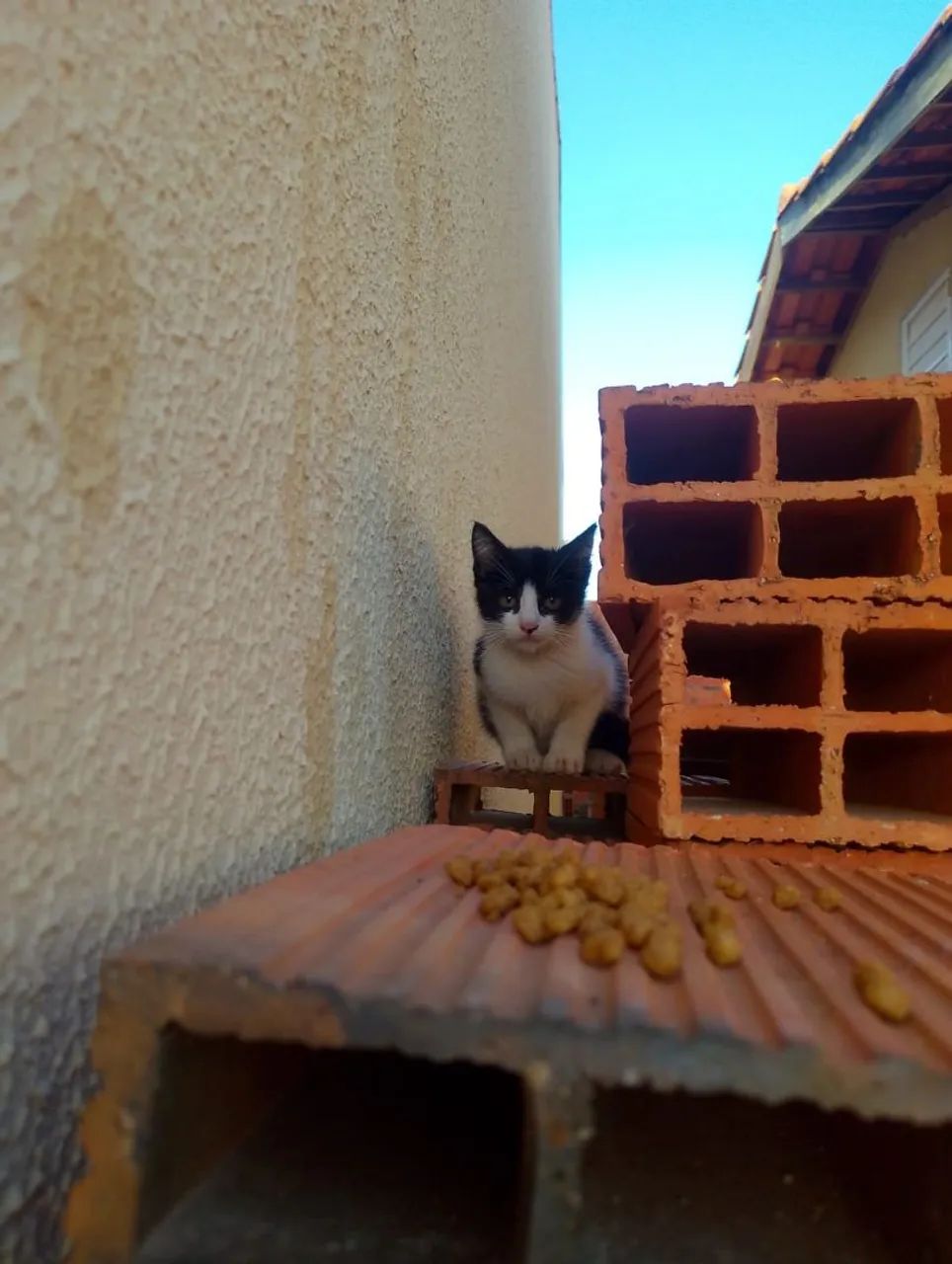 Adoaçao responsável 