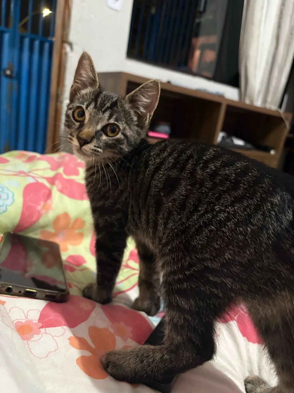 Doação de gatinho  - Foto 3