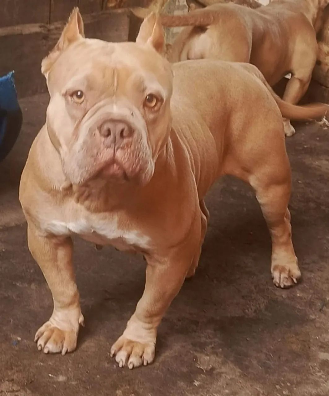 Pitbull American Bully  - Foto 2