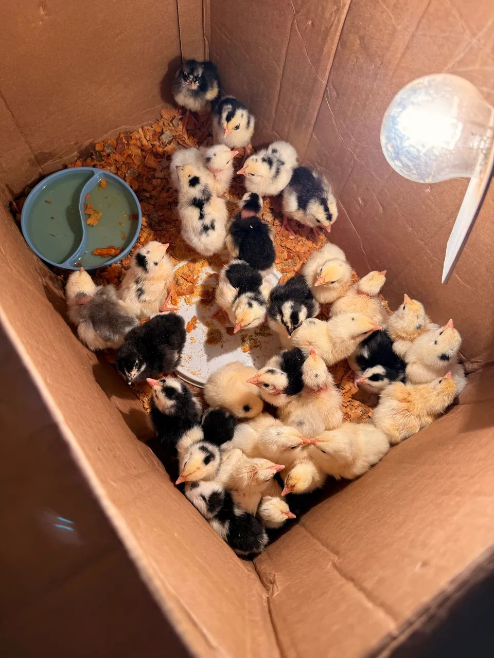 Pintos Balão sergipano - Foto 3