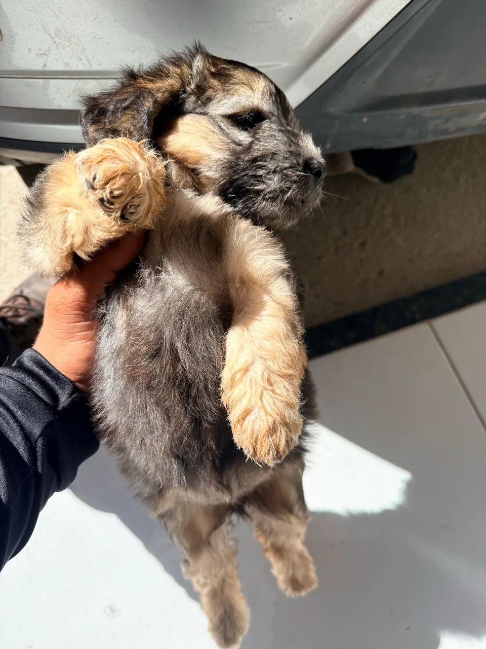 Vendo poodle com maltês  - Foto 3