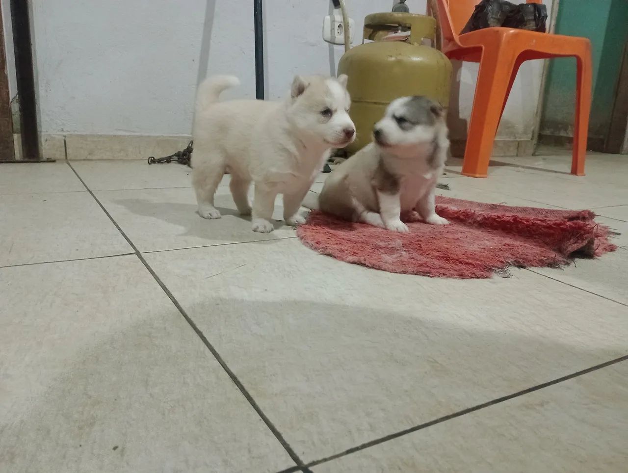 Husky siberiano  - Foto 5
