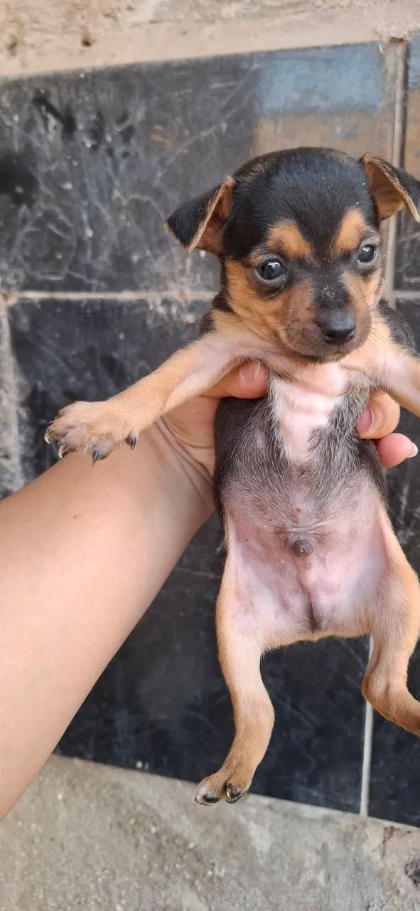Pinscher MACHO  Miniatura  - Foto 3