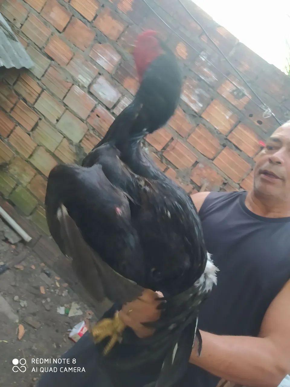 Frango de raça de moura