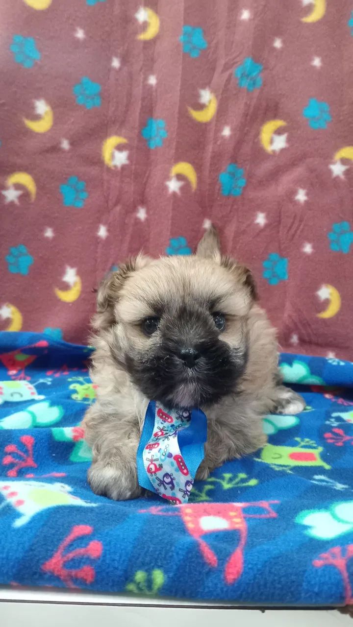 LHASA APSO  - Foto 2