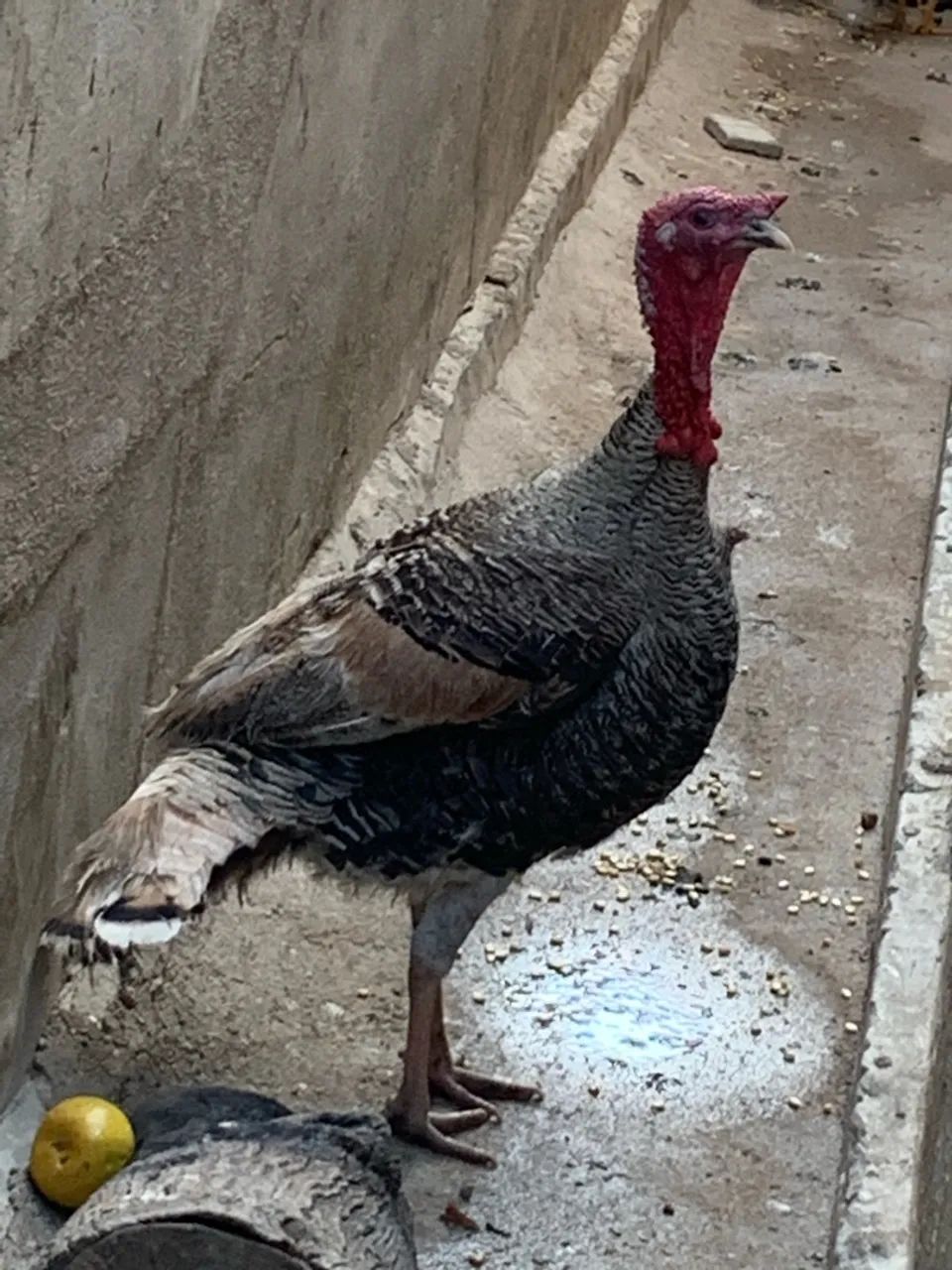 PERUS E CAPÃO - Foto 2
