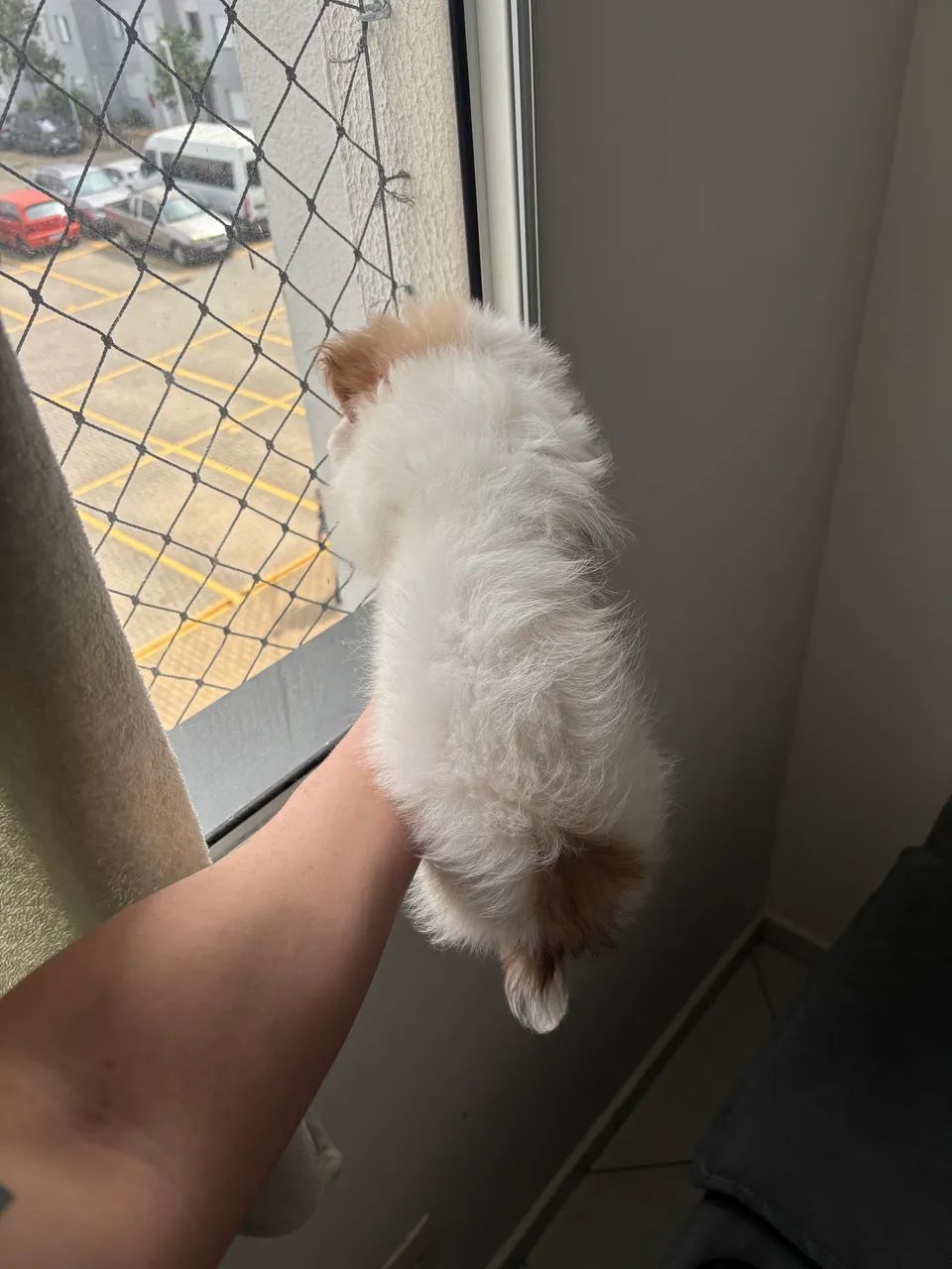 Shih-Tzu puro  - Foto 4