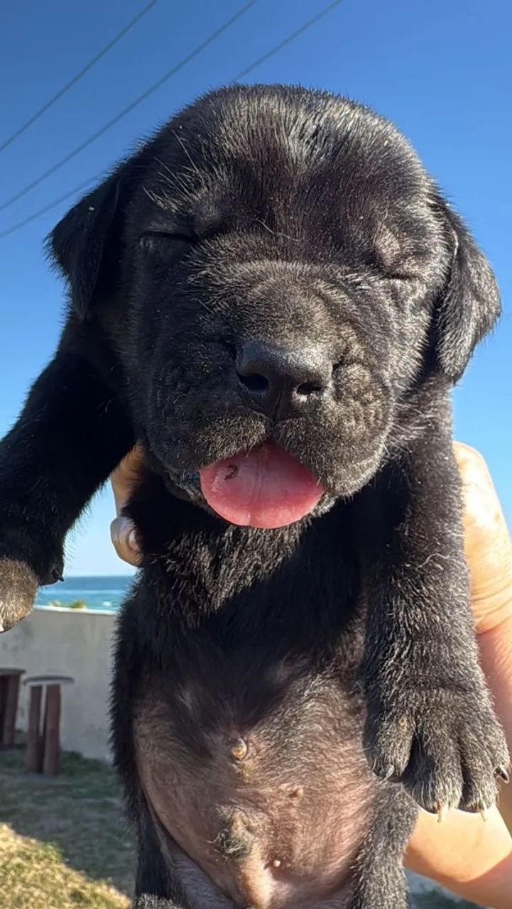 Cachorro Cane Corso  em promoção  - Foto 4