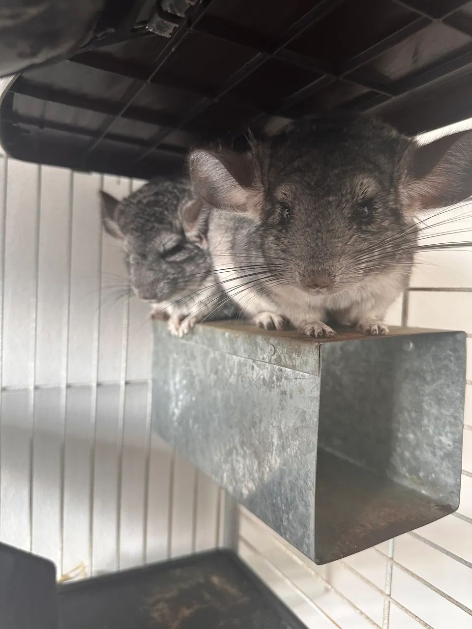 2 Chinchilas standard. Amor em dobro! Casinha vem junto! - Foto 2