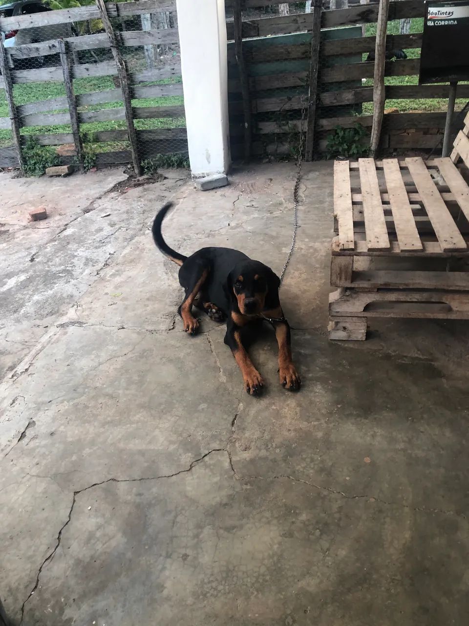 Rottweiler 
