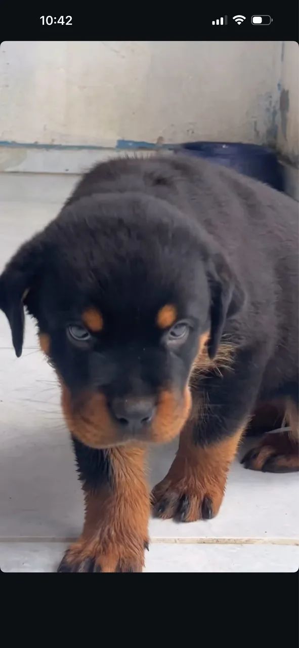 Rottweiler cabeça de Touro com pedigree  - Foto 5
