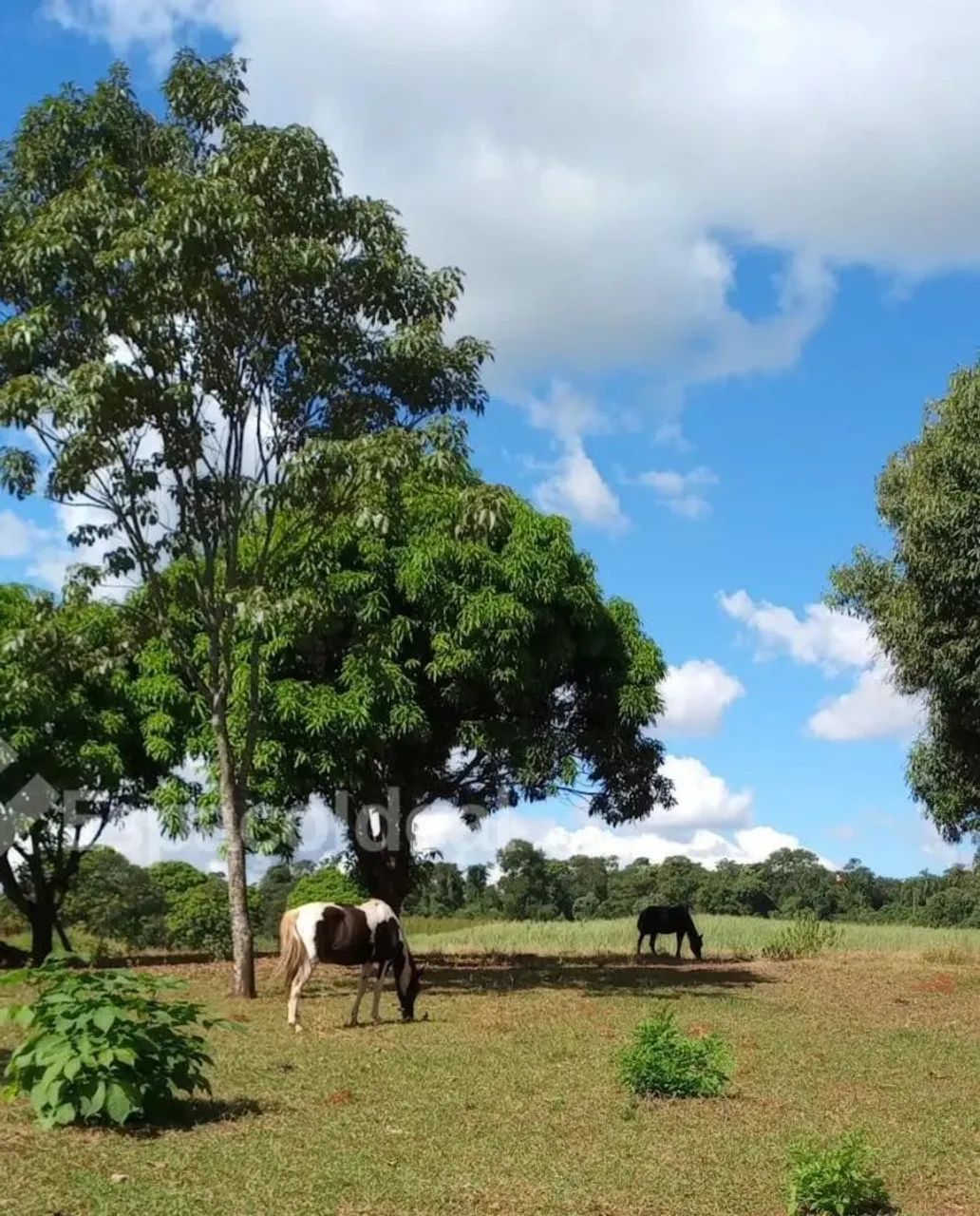 Vende se e Aluga Residencia em um sitio na Farturinha (lençois paulista) - Foto 4
