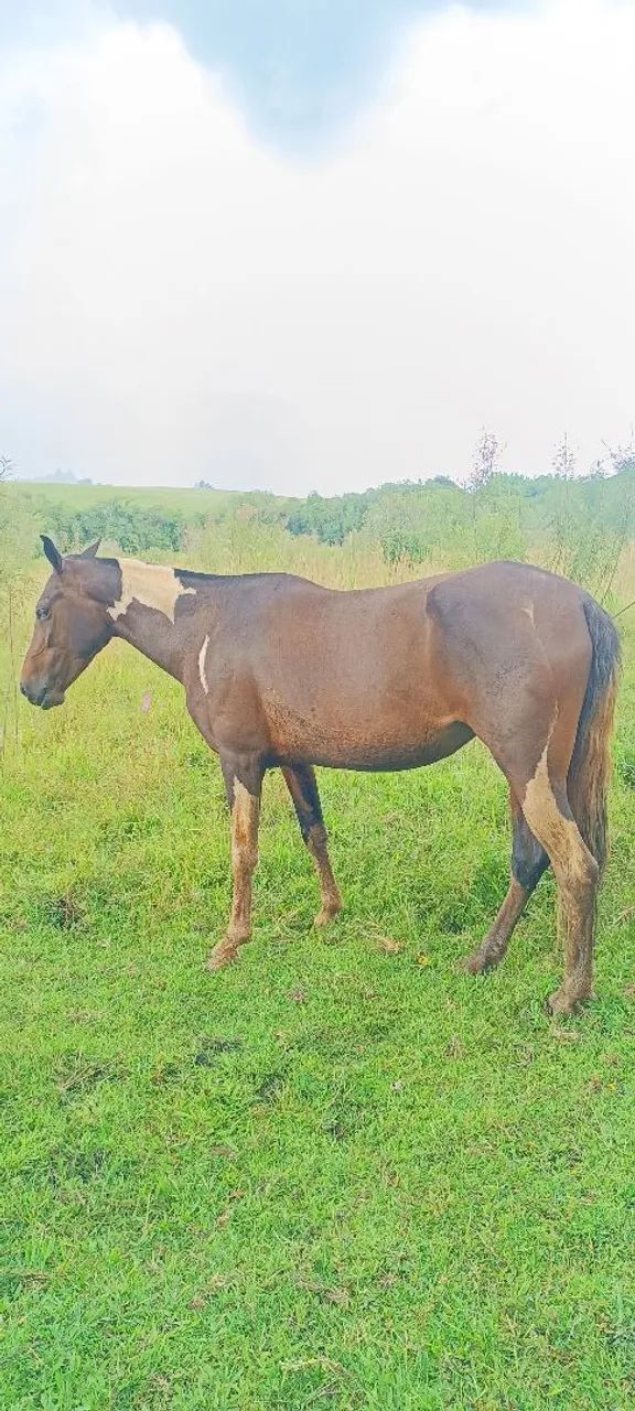 Égua pampa + charrete