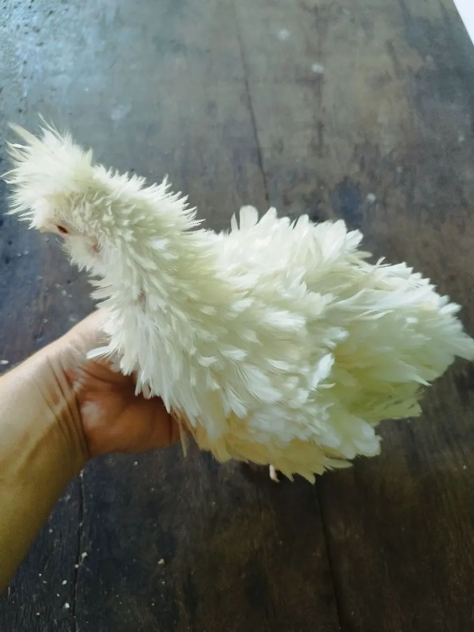 Frango frisado - Foto 2