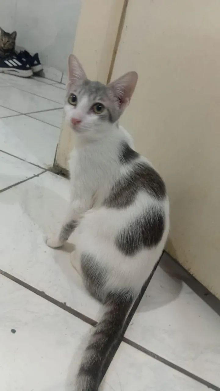 Doação  - Foto 3