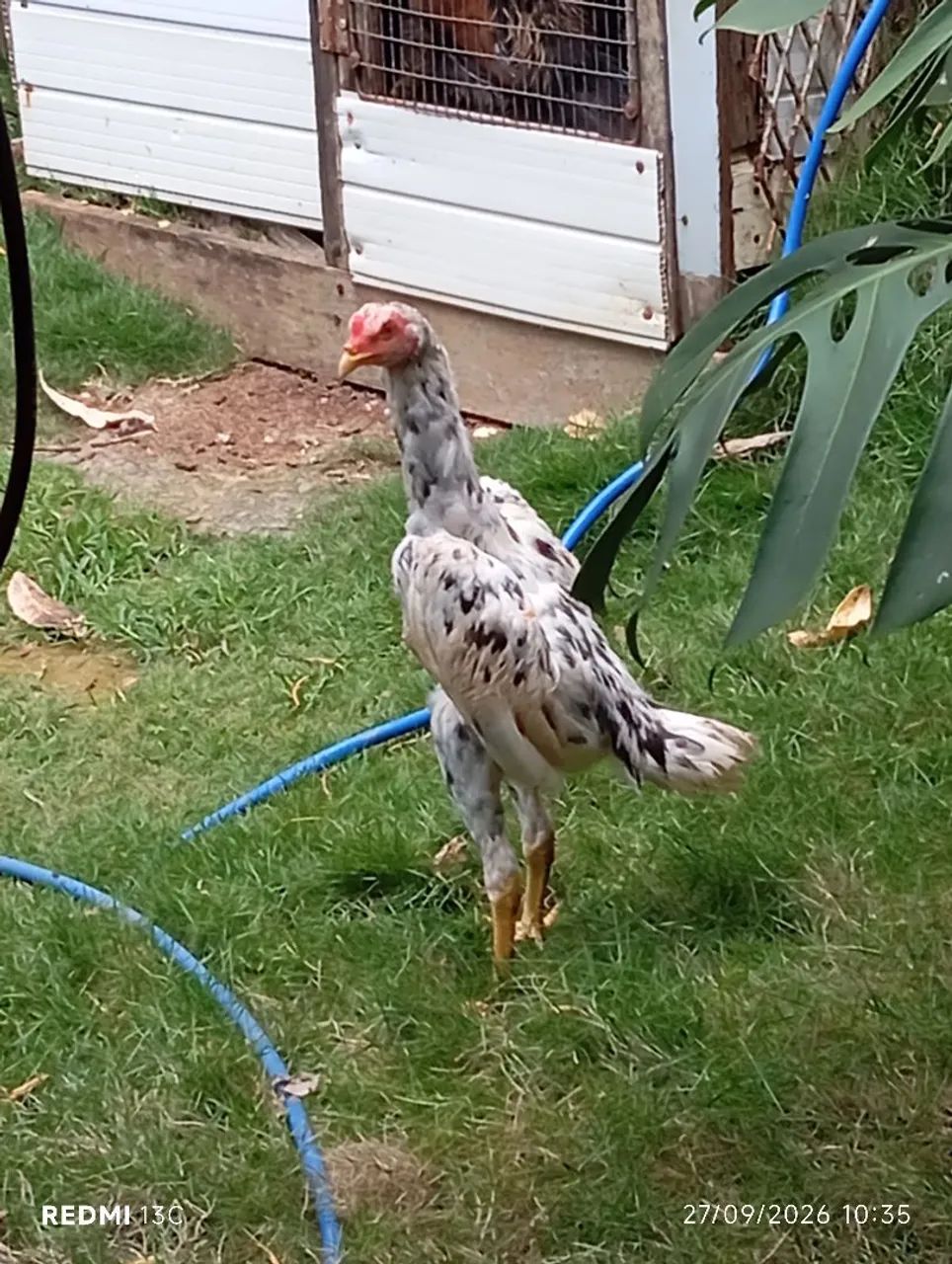 Frango índio puro  - Foto 4