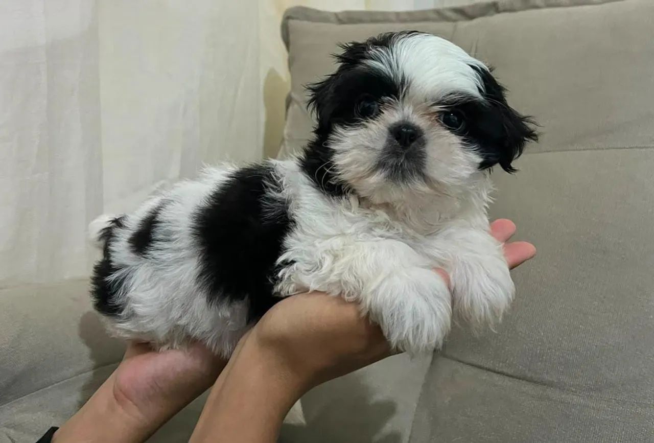 Shihtzu machinho  - Foto 3
