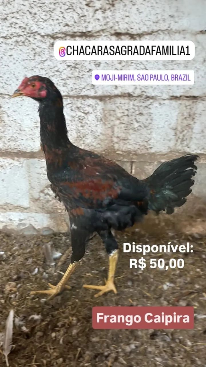 Frango Caipira Vermelho - Foto 2