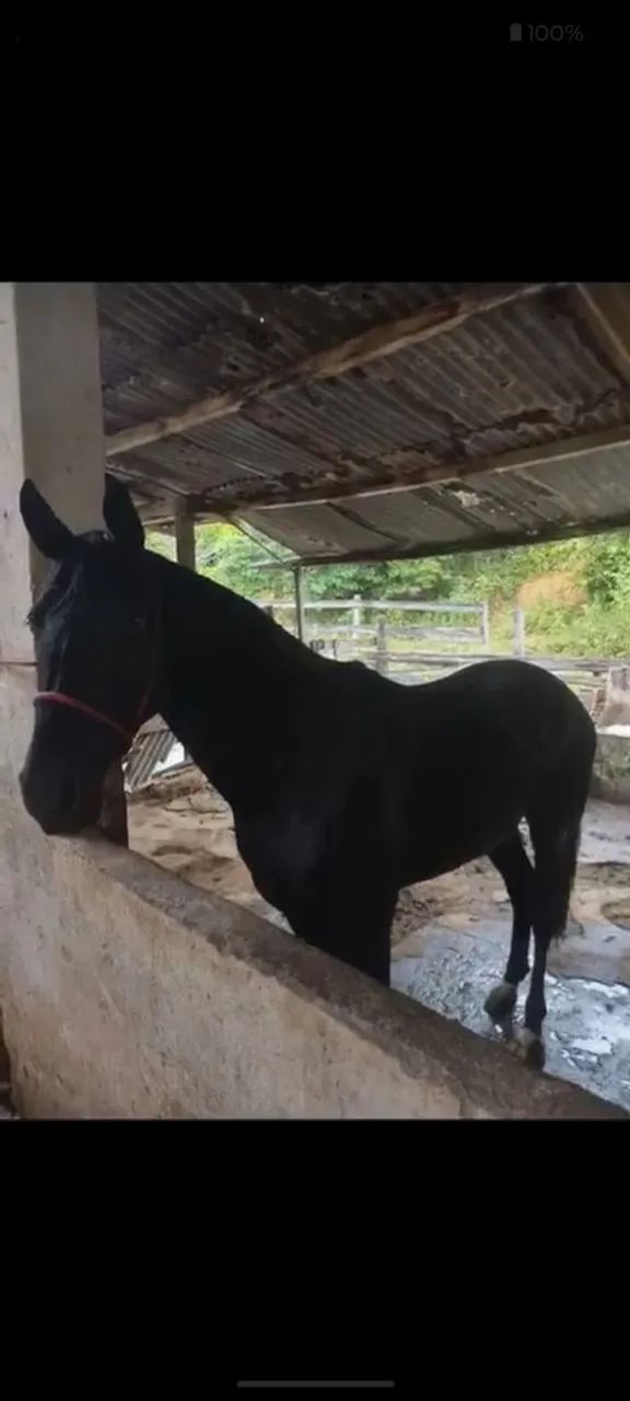 Vende-se Cavalo  - Foto 2