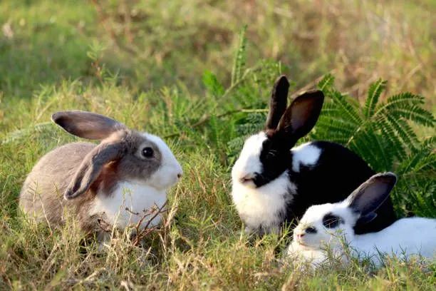 Vende-se Coelhos adultos e filhotes.
