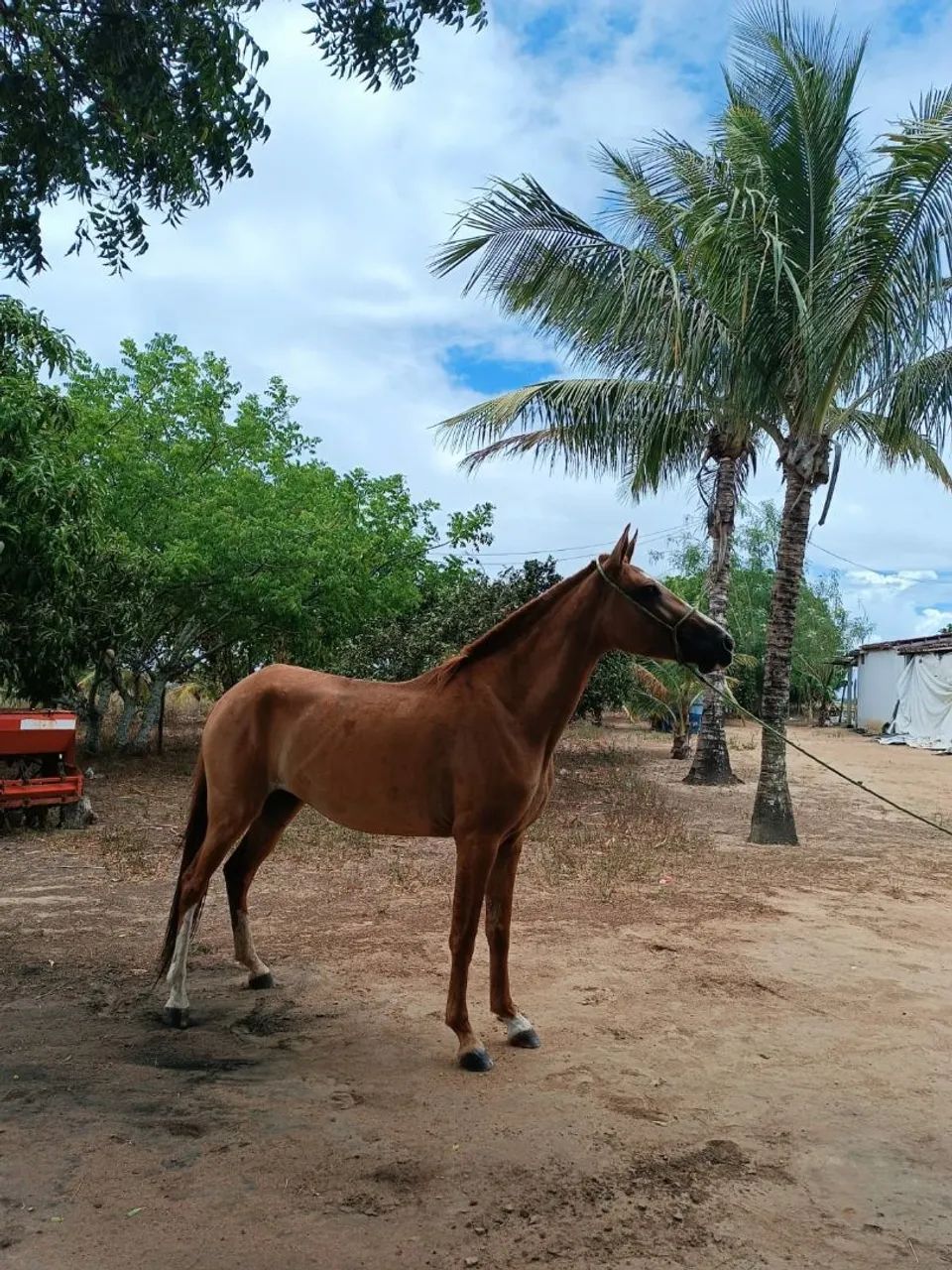 Potra Mangalarga Marchador sem RG  - Foto 2