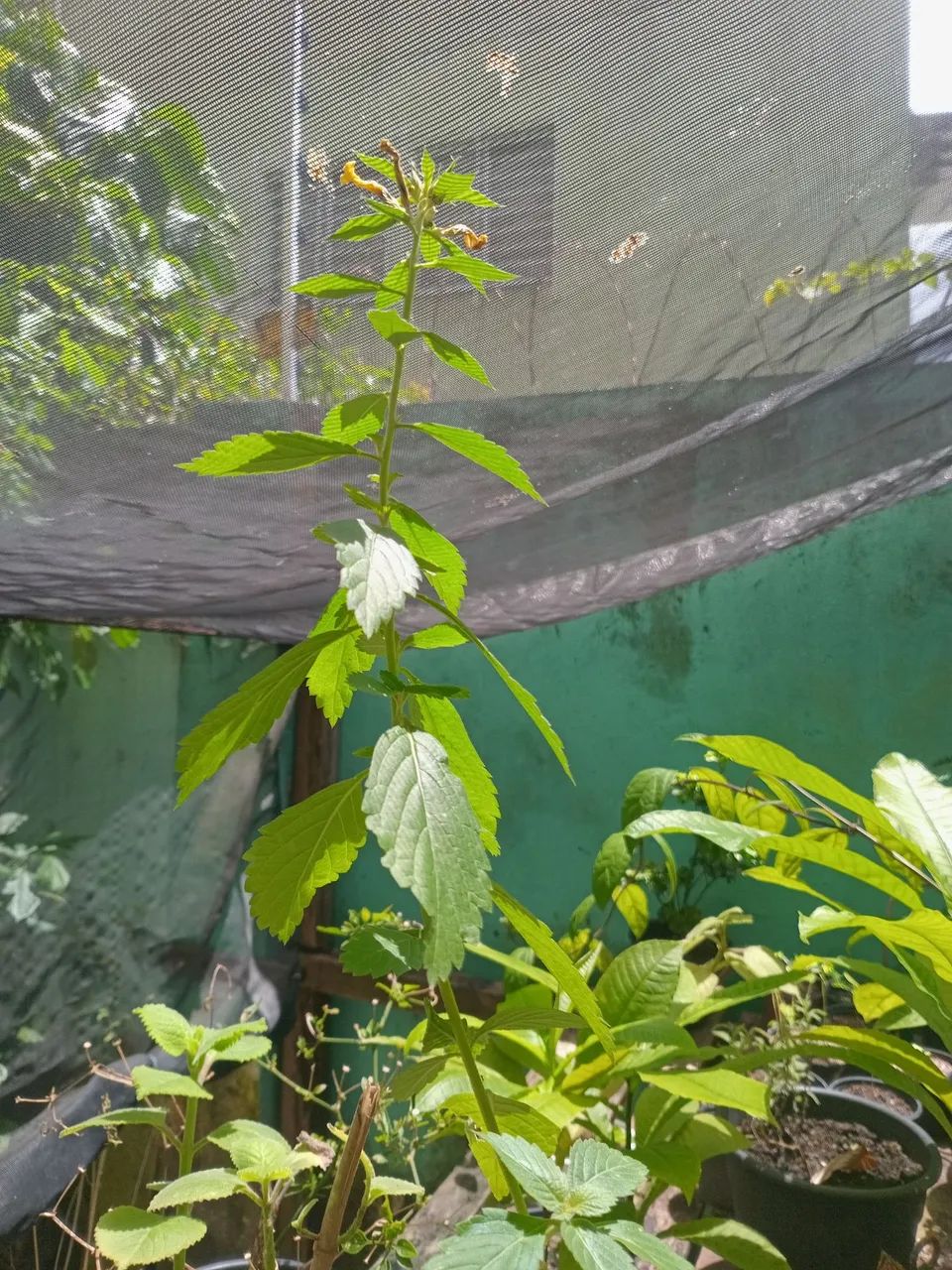 Planta Chanana - Foto 3