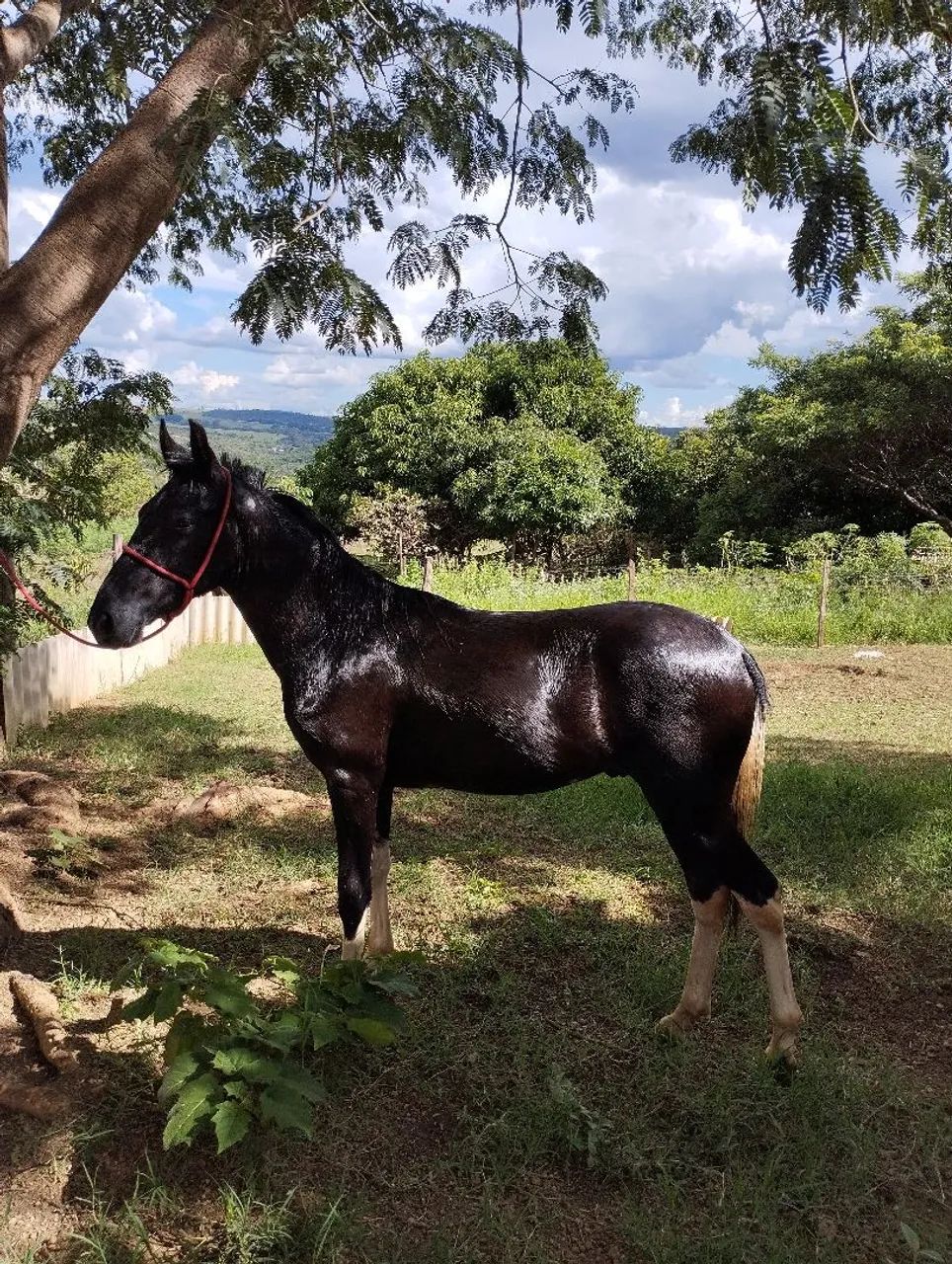 Potro mangalarga  - Foto 3