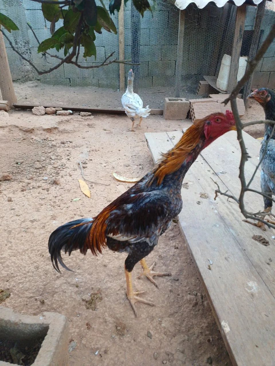 Frango indio  - Foto 4