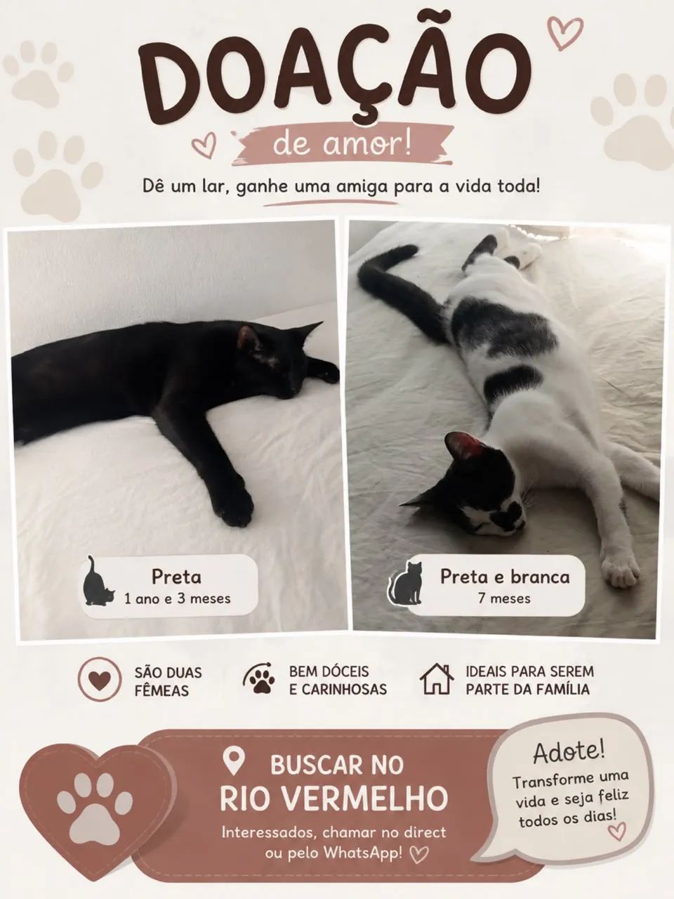 Doação de duas gatinhas dóceis 