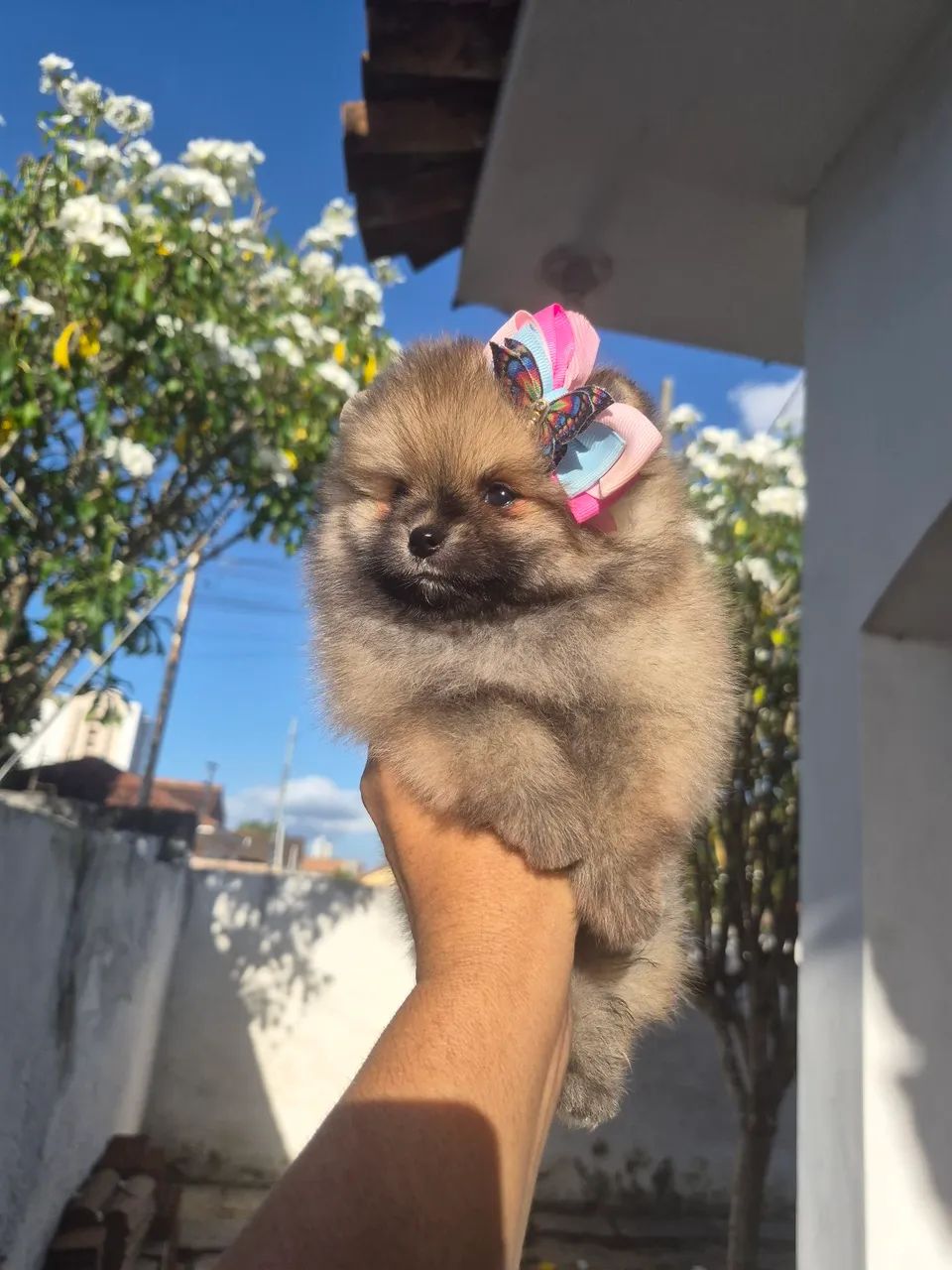 Fêmea spitz alemão anão 