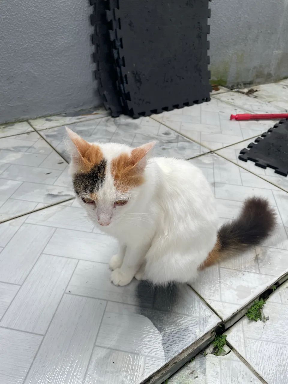 Adoção responsável gata 8 meses - Foto 2
