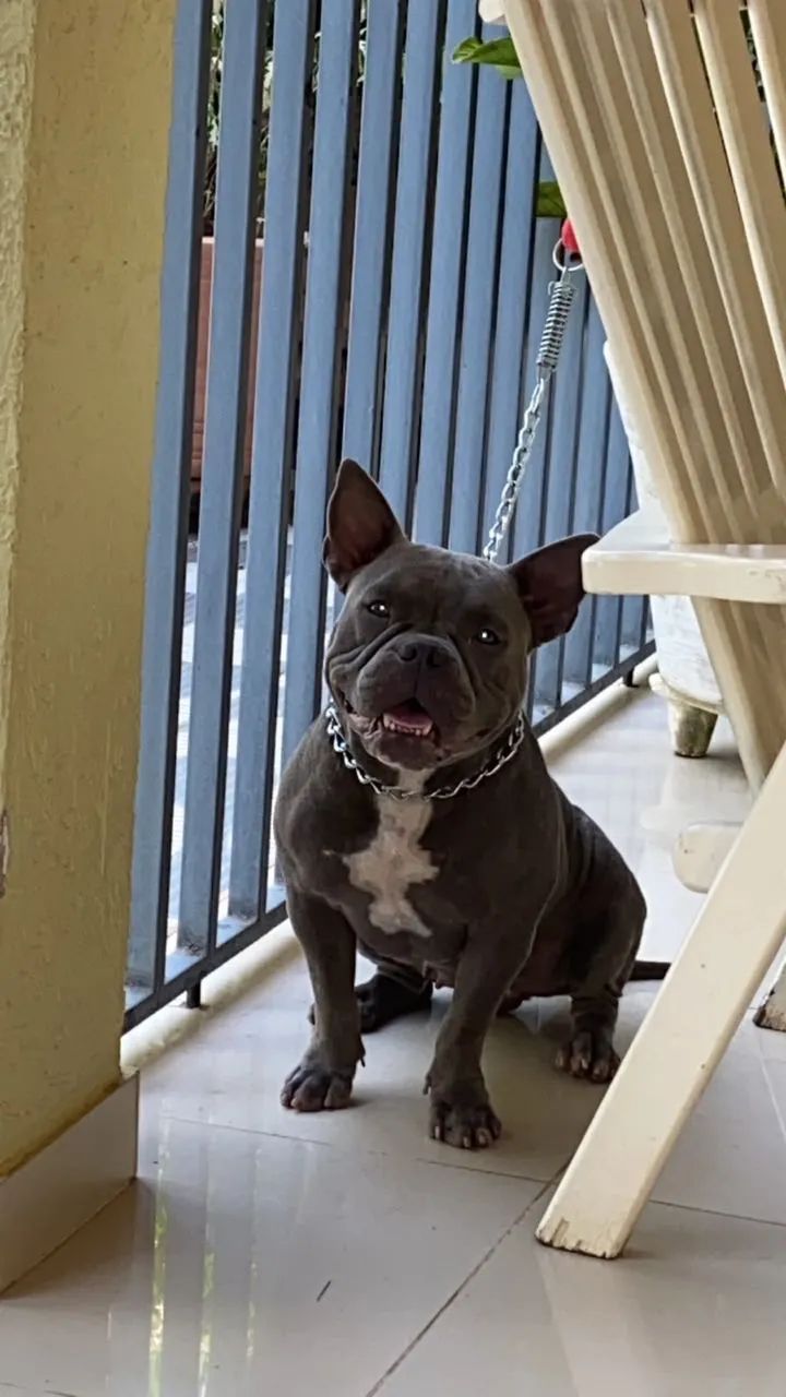 American bully  - Foto 3