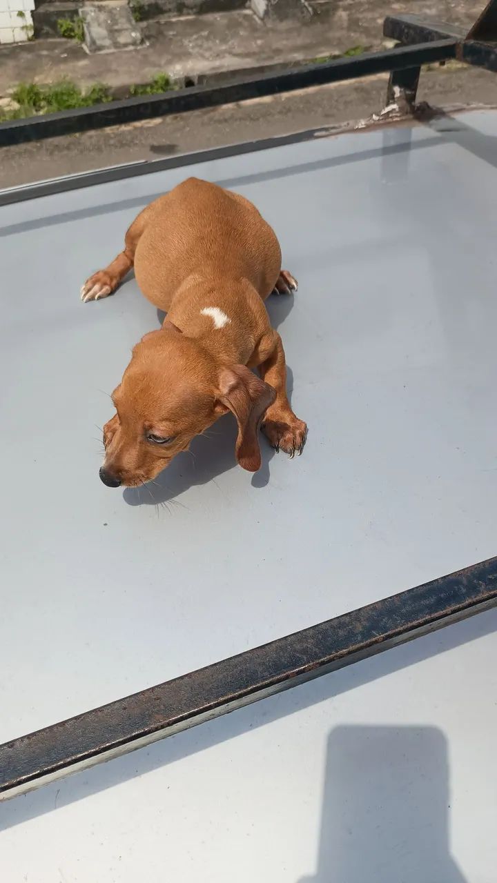 Vende-se Dachshund  - Foto 5
