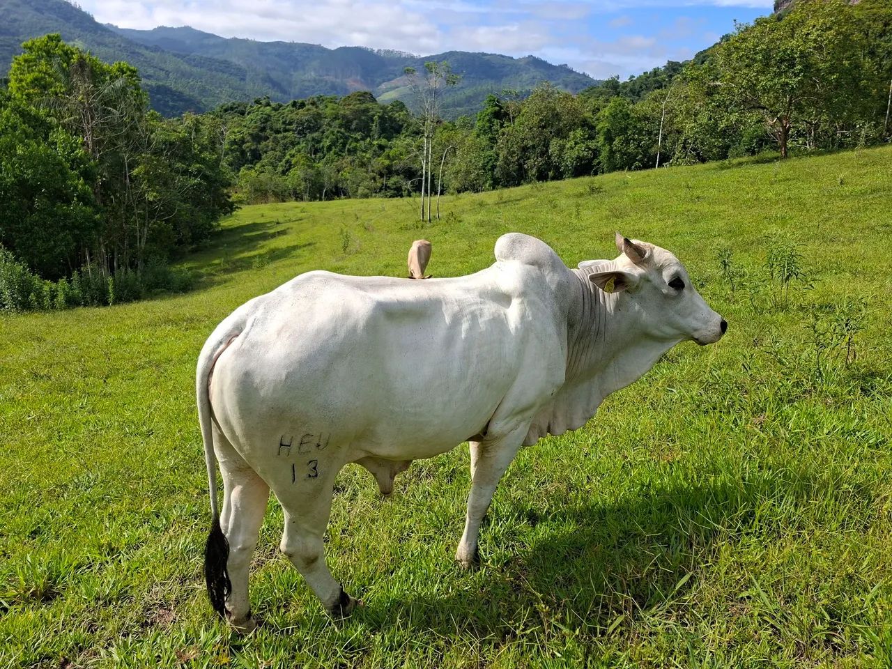 Touro Nelore PO - Foto 2