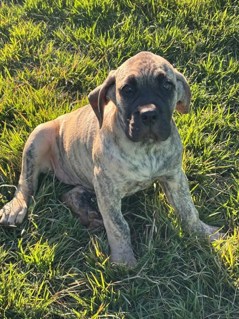 Filhote de Cane Corso 
