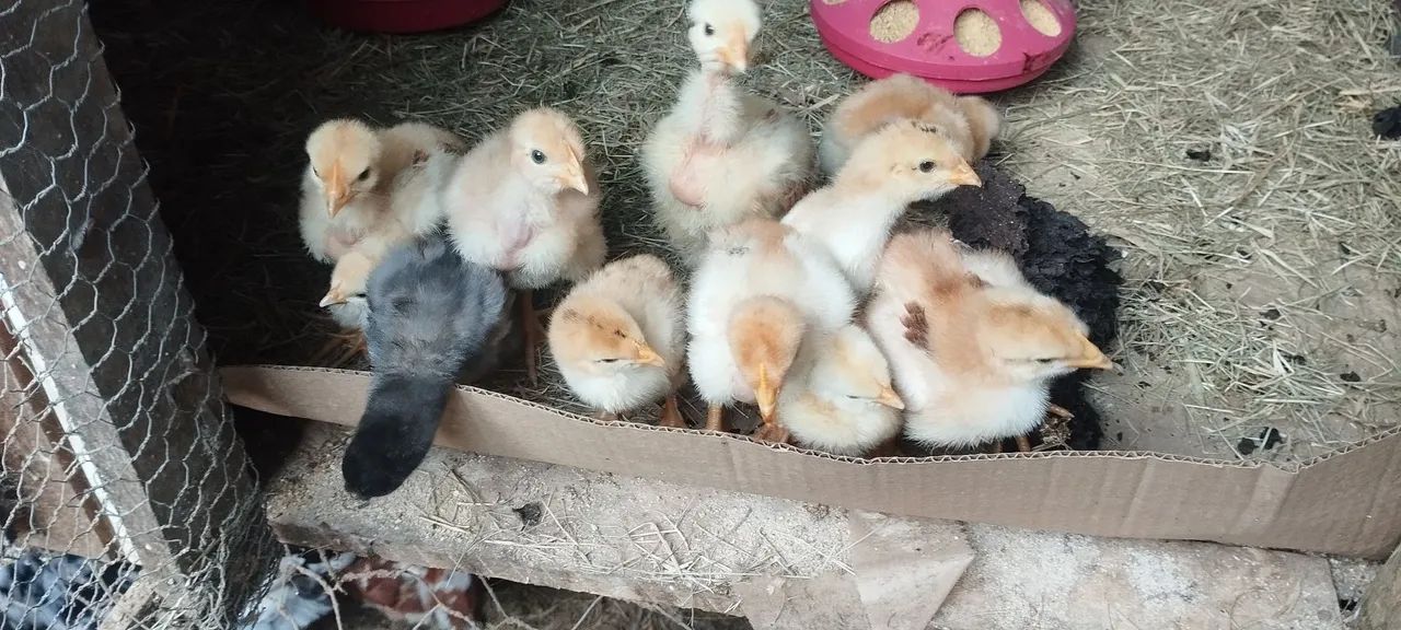 Vende-se franguinhos melhorados genéticamente - Foto 2