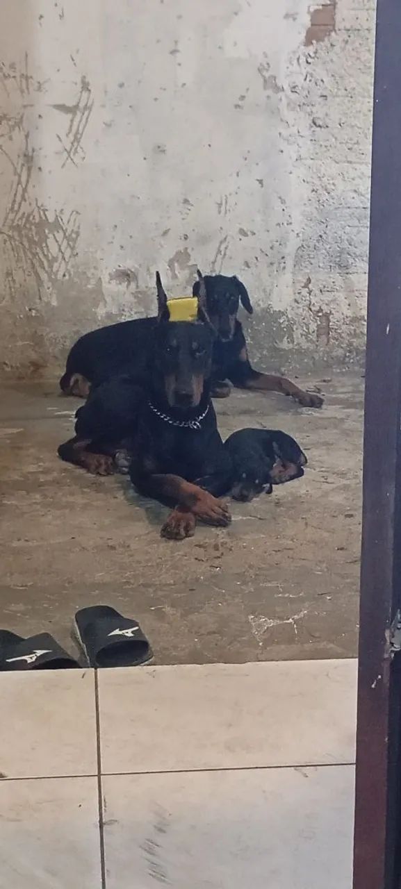 Doberman Europeu  - Foto 2