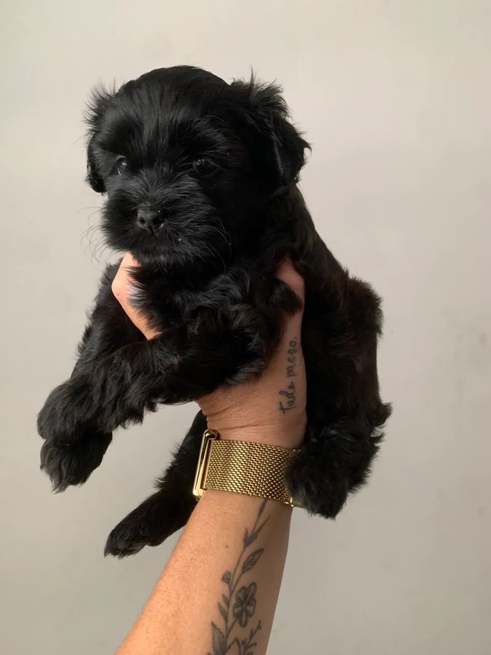 Cachorro shihtzu  - Foto 2