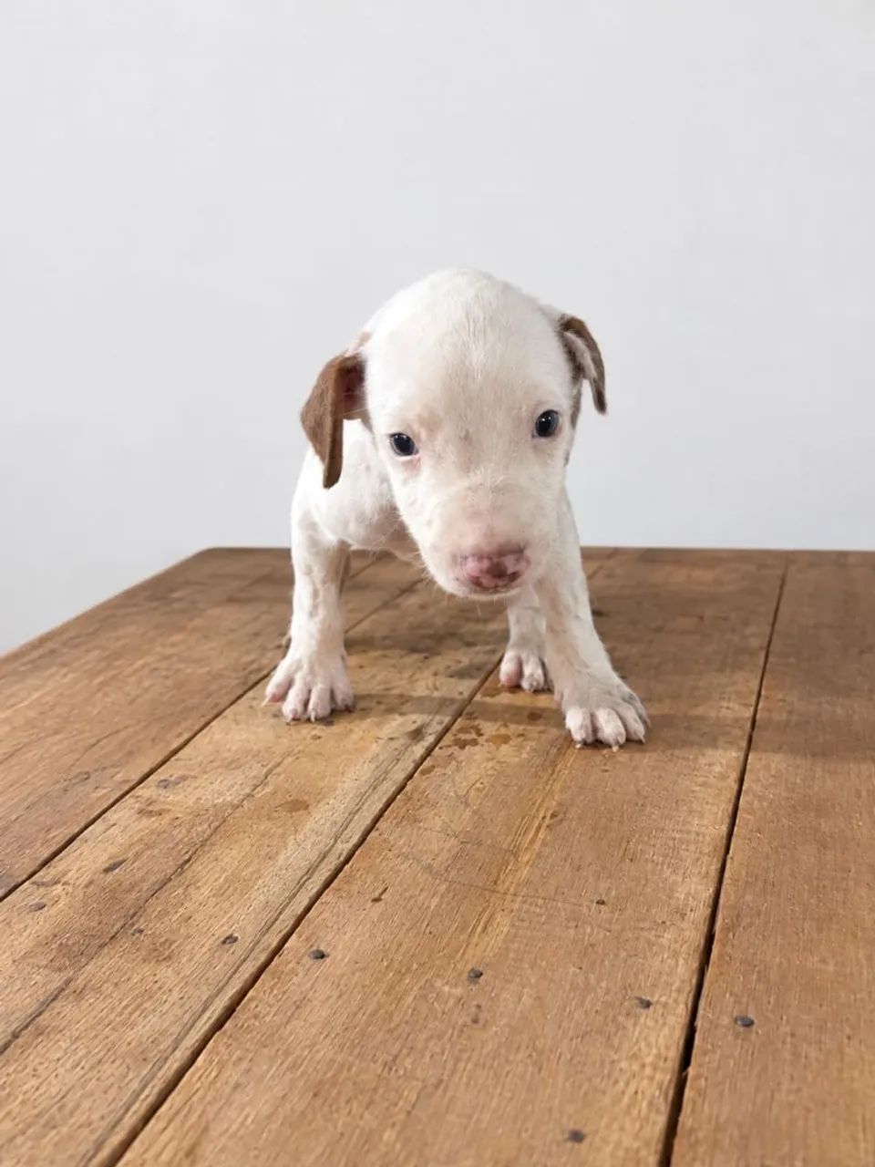 Vendo Pitbull  - Foto 3