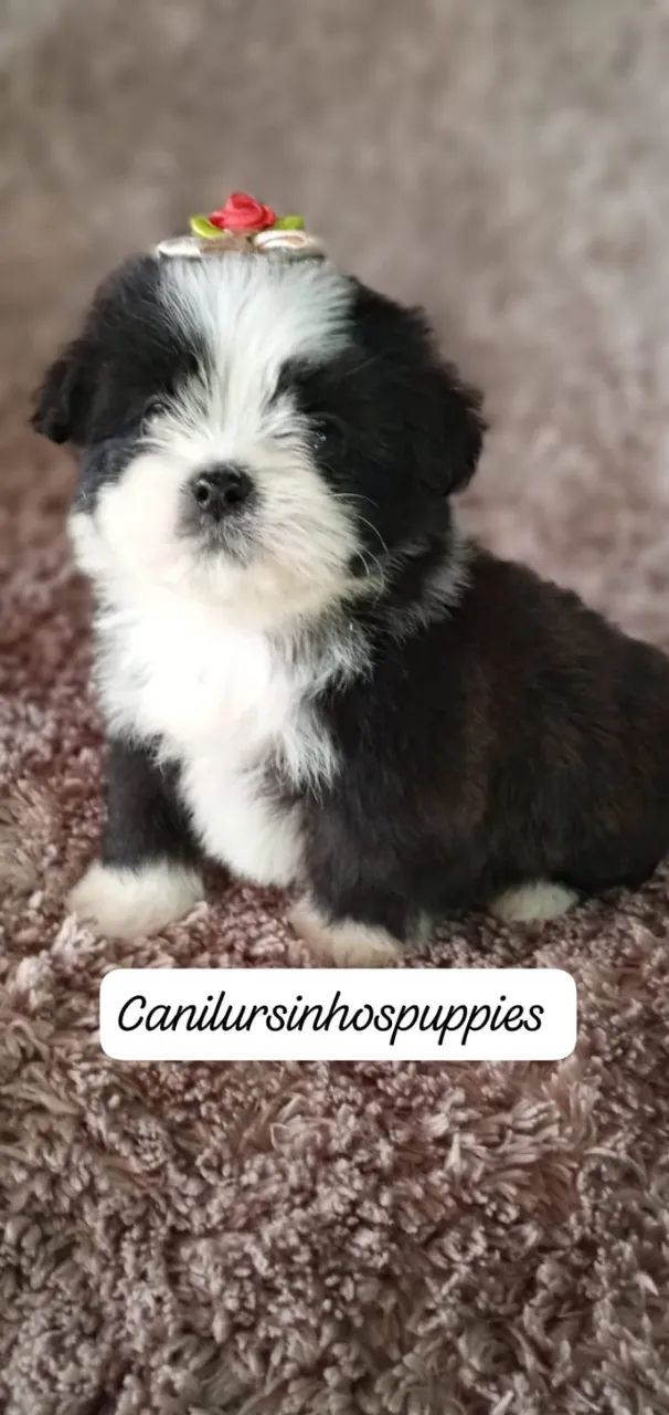 lhasa apso bebes disponíveis e só conferir 