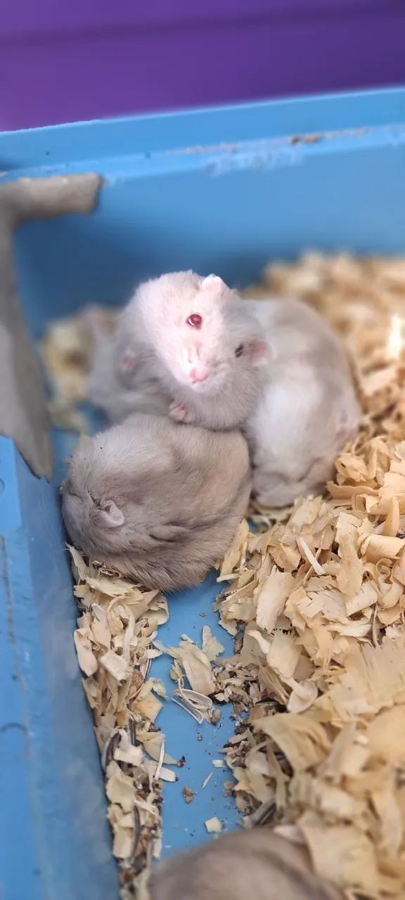 Hamster Anão Russo 
