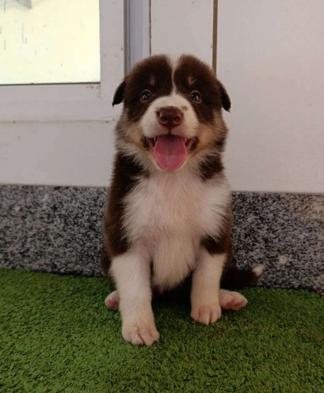 Border Collie  - Foto 3